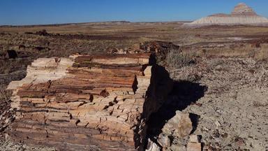 树干石化树多色的晶体矿物质石化森林国家公园亚利桑那州